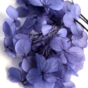 003-Hydrangea-Lavender